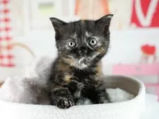 ミヌエット(長足)【茨城県・女の子・2025年8月10日・トーティ】の写真10「みんなネコちゃん、ワンちゃんが大好きです💕大切にお世話し、ご家族の元に送り出しています☺️」