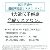 マンチカン(長足)【茨城県・女の子・2025年5月5日・シルバーパッチドタビー&ホワイト】の写真5「4大遺伝子疾患の発症リスクなし🌸お迎え後も安心🌟」