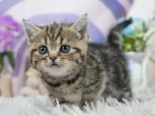 マンチカン(短足)【茨城県・女の子・2025年7月1日・ブラウンタビー】の写真10「みんなネコちゃん、ワンちゃんが大好きです💕大切にお世話し、ご家族の元に送り出しています☺️」