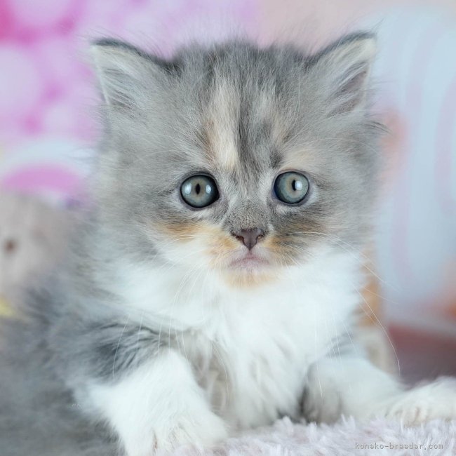 ブリーダー画像