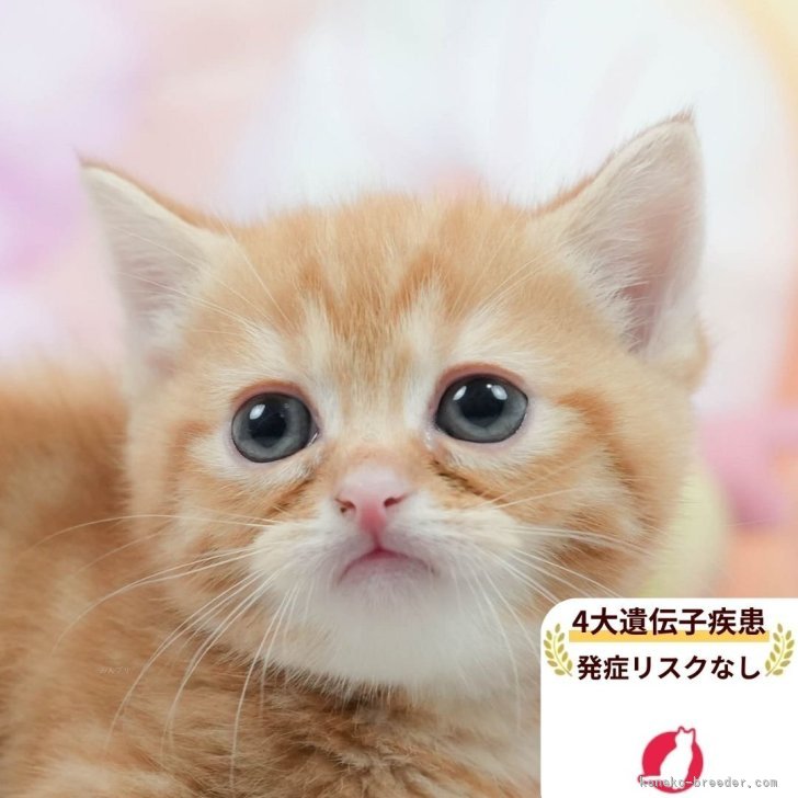 ブリーダー画像