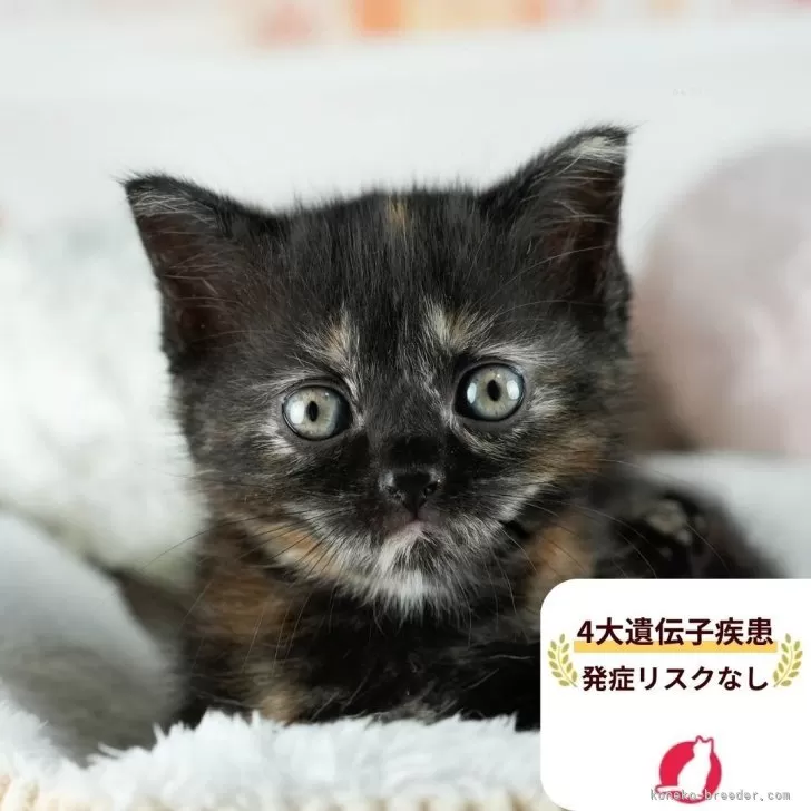 ミヌエット(長足)【茨城県・女の子・2025年8月10日・トーティ】の写真1「😸全頭総額表示(接種済ワクチン代・マイクロチップ代・健康診断料込)」