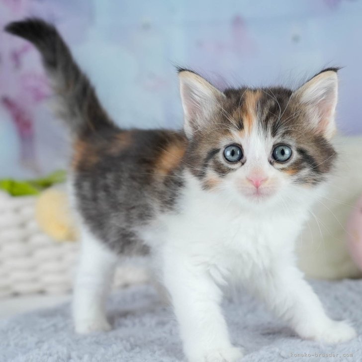 ブリーダー画像