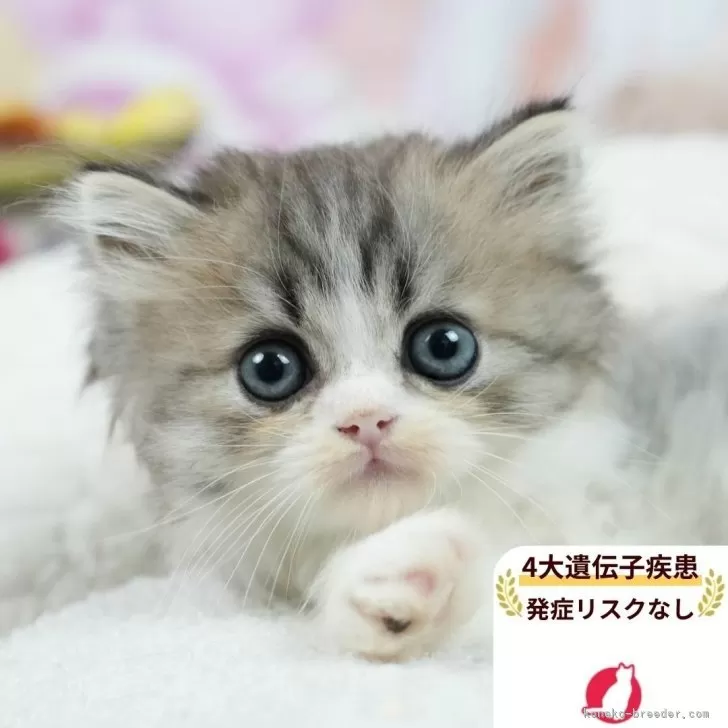 ミヌエット(長足)【茨城県・男の子・2025年6月20日・シルバータビー&ホワイト】の写真1「😸全頭総額表示(接種済ワクチン代・マイクロチップ代・健康診断料込)」