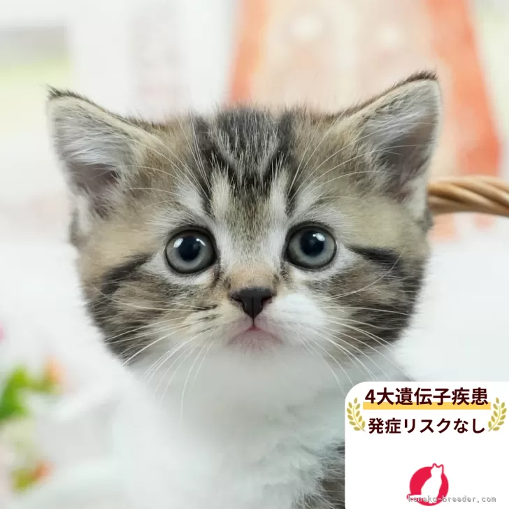 ID:2507-03247の子猫