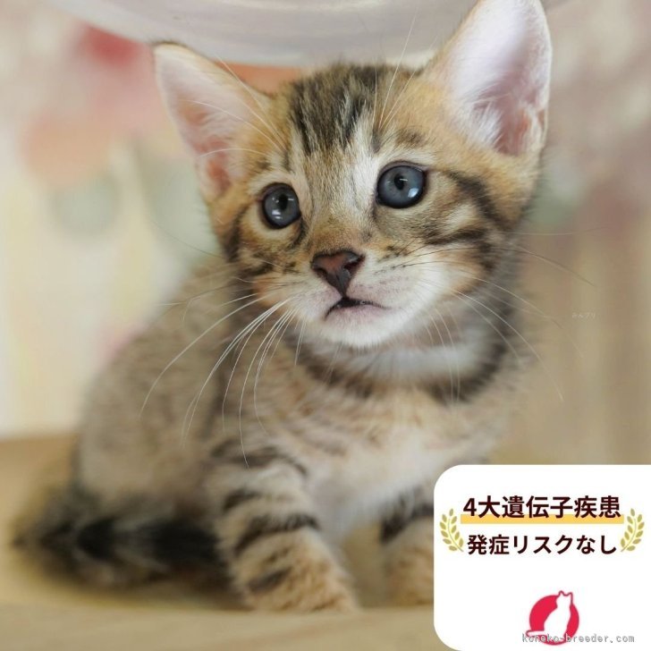 ブリーダー画像