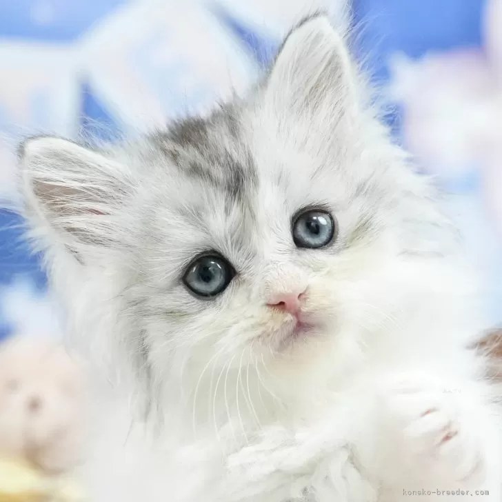 M.Ｉ 様のお迎えした子猫