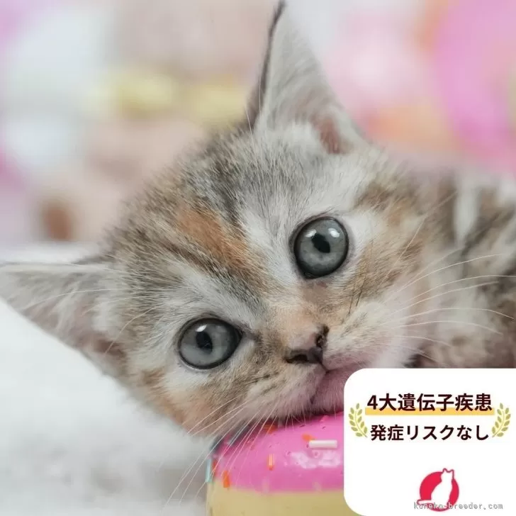 マンチカン(短足)【茨城県・女の子・2025年7月11日・ブラウンパッチドタビー】の写真1「😸全頭総額表示(接種済ワクチン代・マイクロチップ代・健康診断料込)」