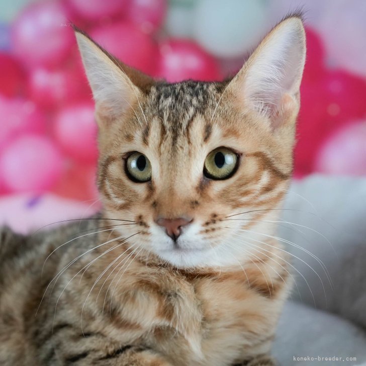 ブリーダー画像