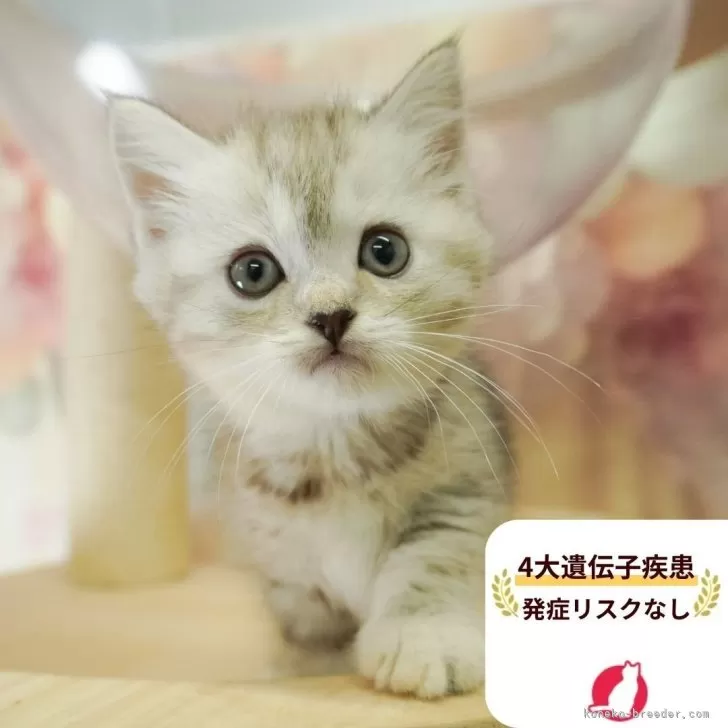 ミヌエット(長足)【茨城県・女の子・2025年7月24日・シルバーパッチドタビー】の写真1「😸全頭総額表示(接種済ワクチン代・マイクロチップ代・健康診断料込)」