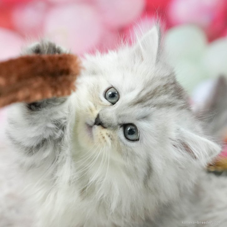 M.Ｉ 様のお迎えした子猫