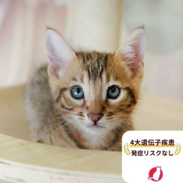 マンチカン(長足)【茨城県・男の子・2025年7月31日・ブラウンタビー】の写真「4大遺伝子疾患リスクなし🐱」