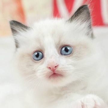 ラグドール【茨城県・男の子・2025年5月8日・ブルーポイントバイカラー】の写真「甘えてもいいかニャ？💕」
