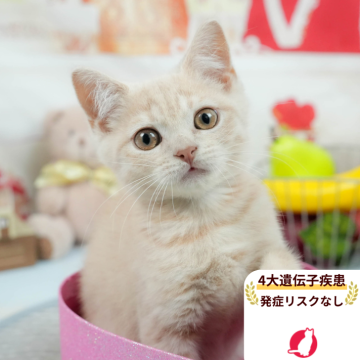 マンチカン(長足)【茨城県・男の子・2025年4月24日・クリーム】の写真「大遺伝子疾患リスクなし🐱」