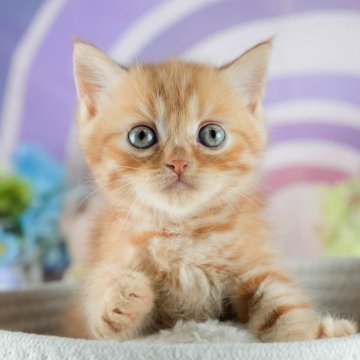 ミヌエット(長足)【茨城県・男の子・2025年8月10日・レッドタビー】の写真「4大遺伝子疾患リスクなし🐱」