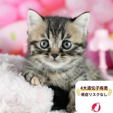 ミヌエット(短足)【茨城県・女の子・2025年8月10日・ブラウンパッチドタビー】の写真「4大遺伝子疾患リスクなし🐱」