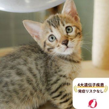 マンチカン(長足)【茨城県・女の子・2025年7月31日・ブラウンタビー】の写真「4大遺伝子疾患リスクなし🐱」