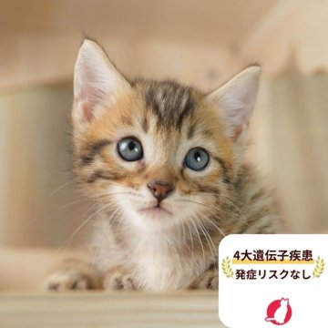 マンチカン(短足)【茨城県・男の子・2025年7月31日・ブラウンタビー】の写真「4大遺伝子疾患リスクなし🐱」