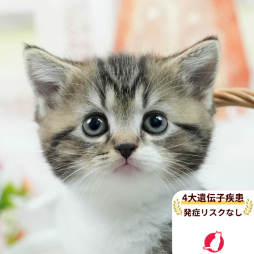 マンチカン(長足)【茨城県・男の子・2025年6月12日・ブラウンタビー&ホワイト】の写真「5大遺伝子疾患リスクなし🐱」
