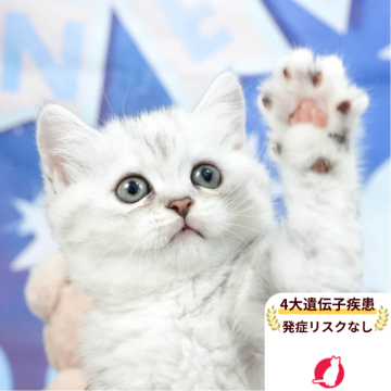ミヌエット(長足)【茨城県・女の子・2025年5月6日・シルバータビーホワイト（長毛）】の写真「遊ぶの大好き💕」