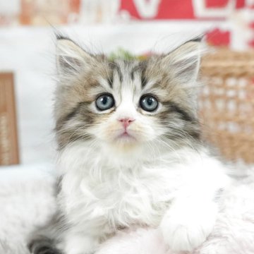 ミヌエット(長足)【茨城県・男の子・2025年5月3日・ブラウンタビーホワイト】の写真「一緒に寝てくれるかニャ？💤」