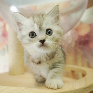 ミヌエット(長足)【茨城県・女の子・2025年7月24日・シルバーパッチドタビー】の写真「4大遺伝子疾患リスクなし🐱」