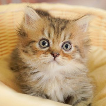 ミヌエット(短足)【茨城県・女の子・2025年7月23日・ブラウンタビー】の写真「4大遺伝子疾患リスクなし🐱」