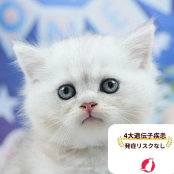 ミヌエット(長足)【茨城県・男の子・2025年7月6日・チンチラシルバー】の写真「4大遺伝子疾患リスクなし🐱」