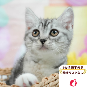 マンチカン(長足)【茨城県・女の子・2025年5月5日・シルバーパッチドタビー&ホワイト】の写真「大遺伝子疾患リスクなし🐱」