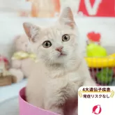 マンチカン(長足)【茨城県・男の子・2025年4月24日・クリーム】の写真1