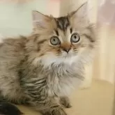 ミヌエット(短足)