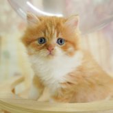 ミヌエット(長足)