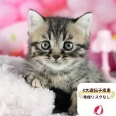 ミヌエット(短足)