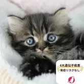 ミヌエット(長足)
