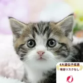 マンチカン(長足)