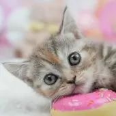 マンチカン(短足)【茨城県・女の子・2025年7月11日・ブラウンタビー】の写真1「😸全頭総額表示(接種済ワクチン代・マイクロチップ代・健康診断料込)」