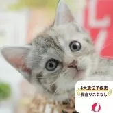 マンチカン(長足)