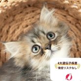 ミヌエット