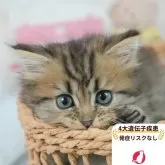 ミヌエット(長足)
