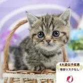 マンチカン(短足)