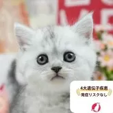 ミヌエット(長足)