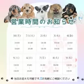 ミヌエット(長足)【茨城県・女の子・2025年5月6日・シルバータビーホワイト】の写真2「定休日無し🌟18時までご見学可能です😸」