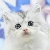 ミヌエット(長足)【茨城県・男の子・2025年5月3日・シルバータビーホワイト】の写真3「お気に入り登録で[未公開のお写真]や[お得なクーポン]など限定情報を配信中！今すぐお気に入り登録🔥」