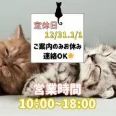 マンチカン(長足)【茨城県・女の子・2025年7月31日・ブラウンタビー】の写真2「😽12/31＆1/1はご案内をお休み中💤でも！お世話でスタッフがいるから連絡取れて安心📞」
