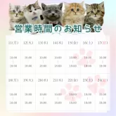 ミヌエット(長足)【茨城県・男の子・2025年6月20日・その他】の写真2「定休日無し🌟18時までご見学可能です😸」