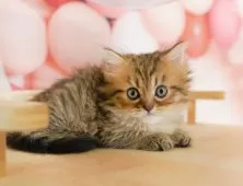 ミヌエット(短足)【茨城県・女の子・2025年7月23日・ブラウンタビー】の写真4「見学希望日の当日でも見学申し込みが可能です🌟まずはお気軽にご連絡ください📧」