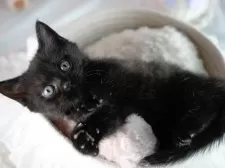 マンチカン(長足)【茨城県・男の子・2025年8月22日・ブラック】の写真4「見学希望日の当日でも見学申し込みが可能です🌟まずはお気軽にご連絡ください📧」