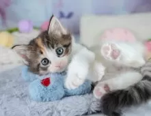 ノルウェージャンフォレストキャット【茨城県・女の子・2025年9月28日・キャリコ】の写真6「獣医師さんによる健康診断実施済み！🏥もちろん健康診断書も付いてます🌟」