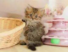 ミヌエット(短足)【茨城県・女の子・2025年7月23日・ブラウンタビー】の写真6「獣医師さんによる健康診断実施済み！🏥もちろん健康診断書も付いてます🌟」