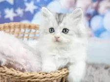 ミヌエット(長足)【茨城県・男の子・2025年5月3日・シルバータビーホワイト】の写真8「「見るだけ」「話を聞くだけ」でもOK！お気軽にお問い合わせください📧」